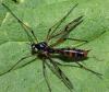 Ptychoptera contaminata
